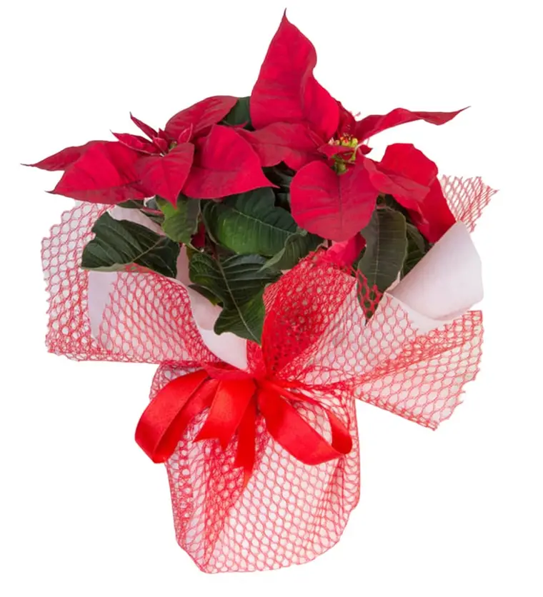Atatürk Çiçeği (Poinsettia) - Iğdır çiçek siparişi