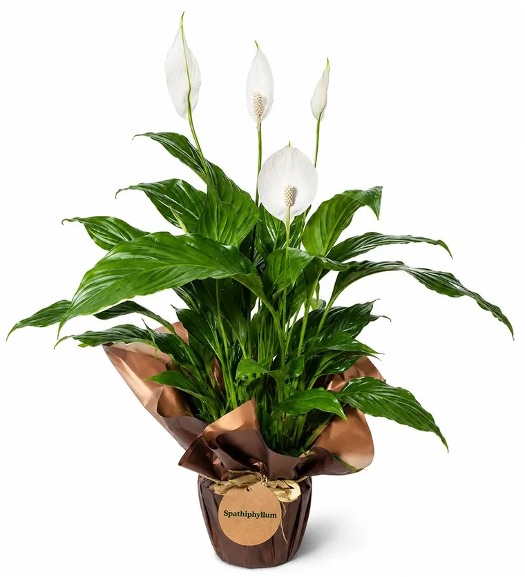 Barış Çiçeği - Spathiphyllum - Sinop çiçek siparişi