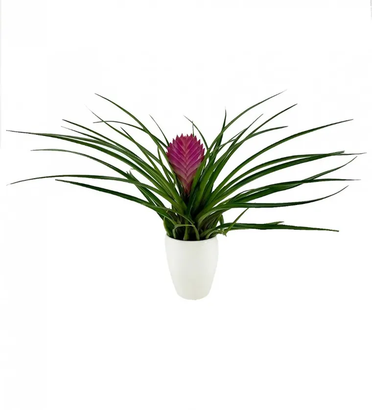 Tillandsia Cyanea - Hava Bitkisi Sweet Lily - Isparta çiçek siparişi