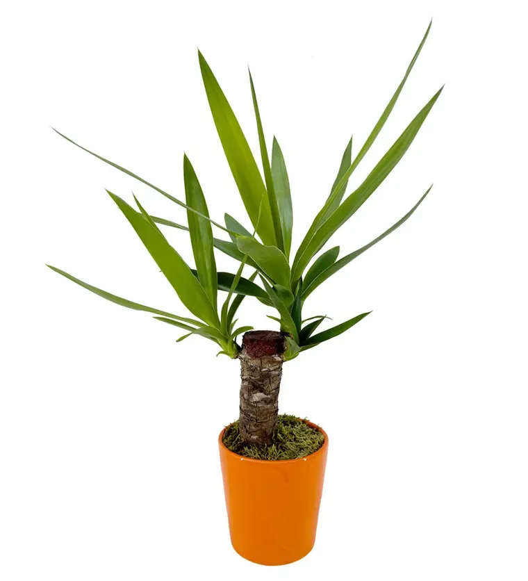 Yuka - Yucca Turuncu Nora - Sinop çiçek siparişi