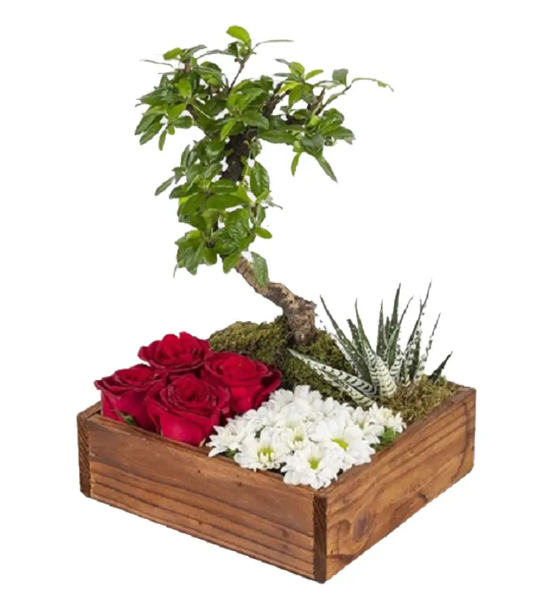 Ahşap Bölmeli Kutuda Bonsai - Ağrı çiçek siparişi