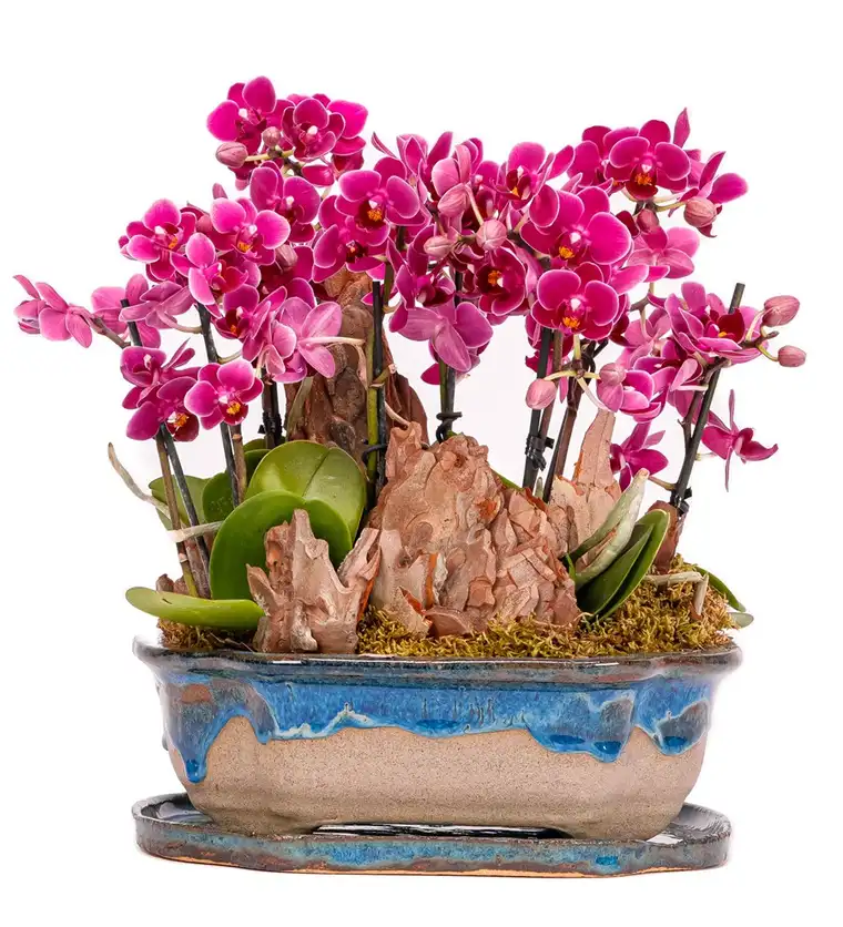 Art of Ceramic Series - Mini Mor Orkideler - Aksaray çiçek siparişi