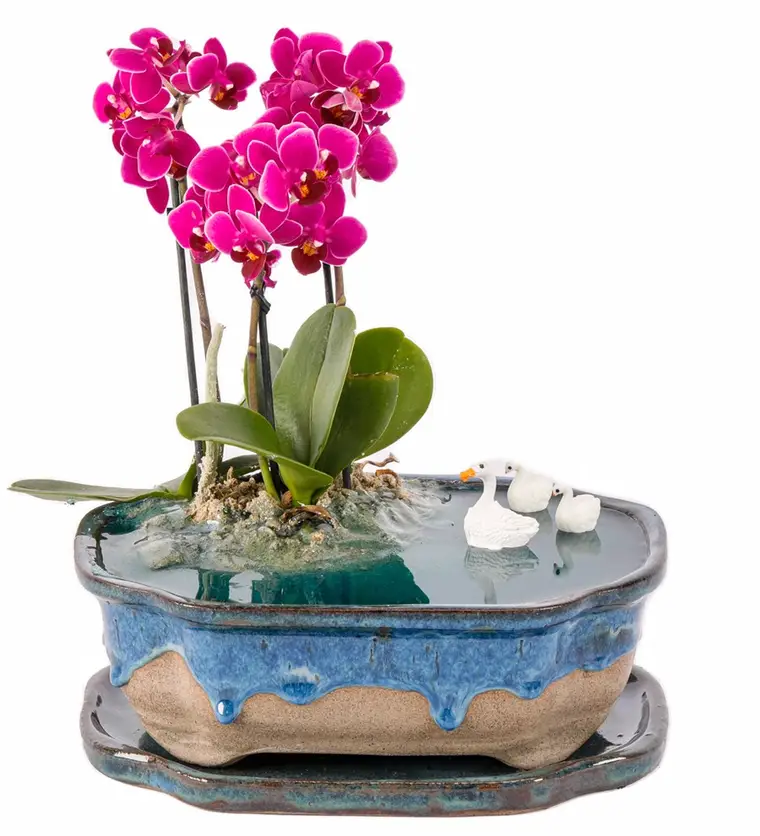 Art of Ceramic Series - Mini Mor Orkideli Teraryum - Aksaray çiçek siparişi