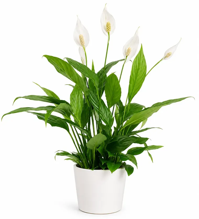 Barış Çiçeği - Spathiphyllum Beyaz Nora - Bitlis çiçek siparişi