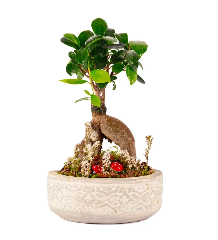 Beton Saksıda Bonsai Tasarım - Ağrı çiçek siparişi
