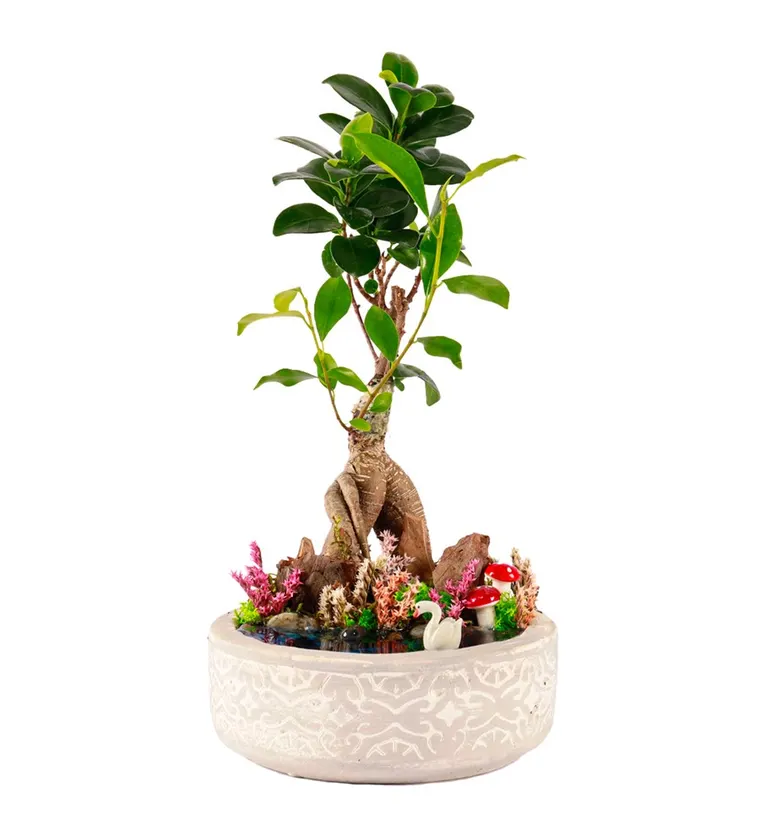 Beton Saksıda Bonsai Teraryum - Ağrı çiçek siparişi