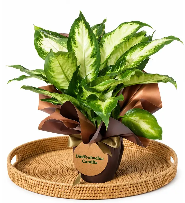 Difenbahya - Dieffenbachia Camilla - Bitlis çiçek siparişi