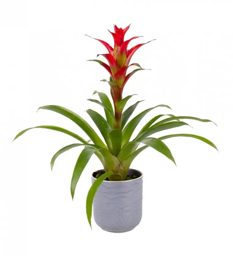 Guzmanya - Kırmızı Guzmania Gri Maya - Van çiçek siparişi