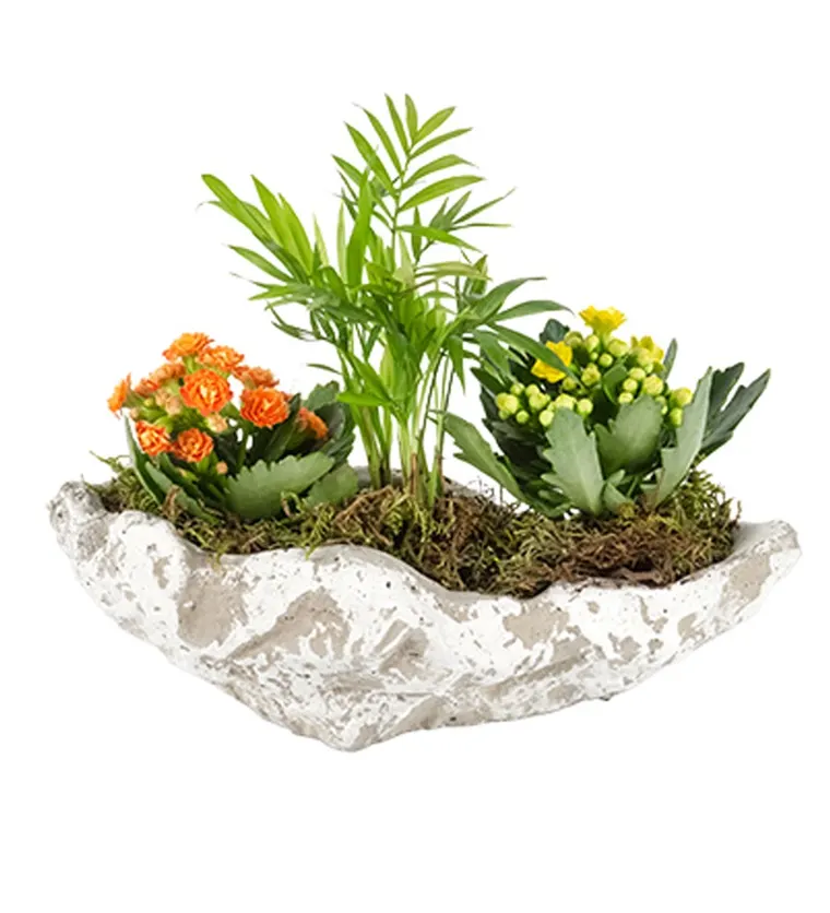 Kayık Saksıda Chamaedorea ve Kalanchoe - Bartın çiçek siparişi
