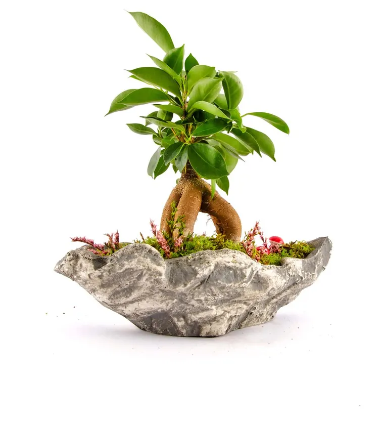 Marineris Serisi Ficus Bonsai - Ağrı çiçek siparişi