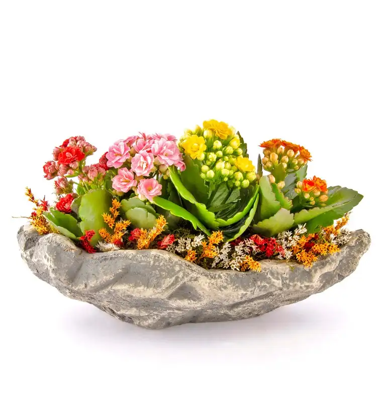 Marineris Serisi Kalanchoe Tasarım - Bartın çiçek siparişi