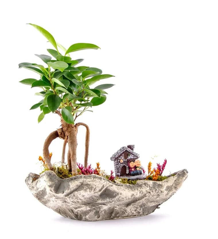 Marineris Serisi Taş Evim Bonsai Bahçesi - Ağrı çiçek siparişi