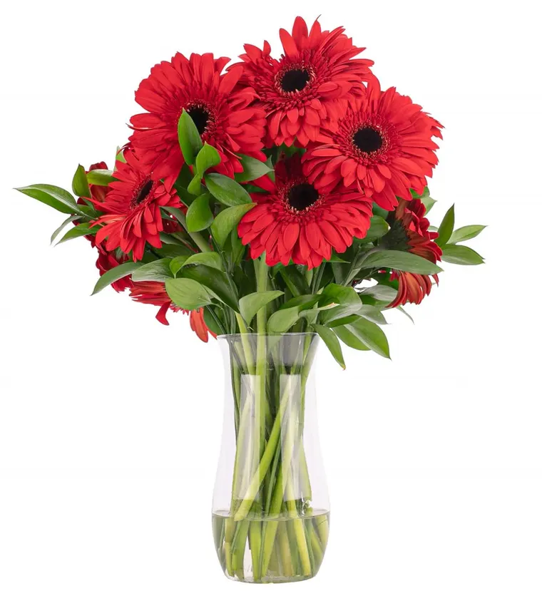 Red Velvet - Kırmızı Gerbera Aranjmanı - Adana çiçek siparişi